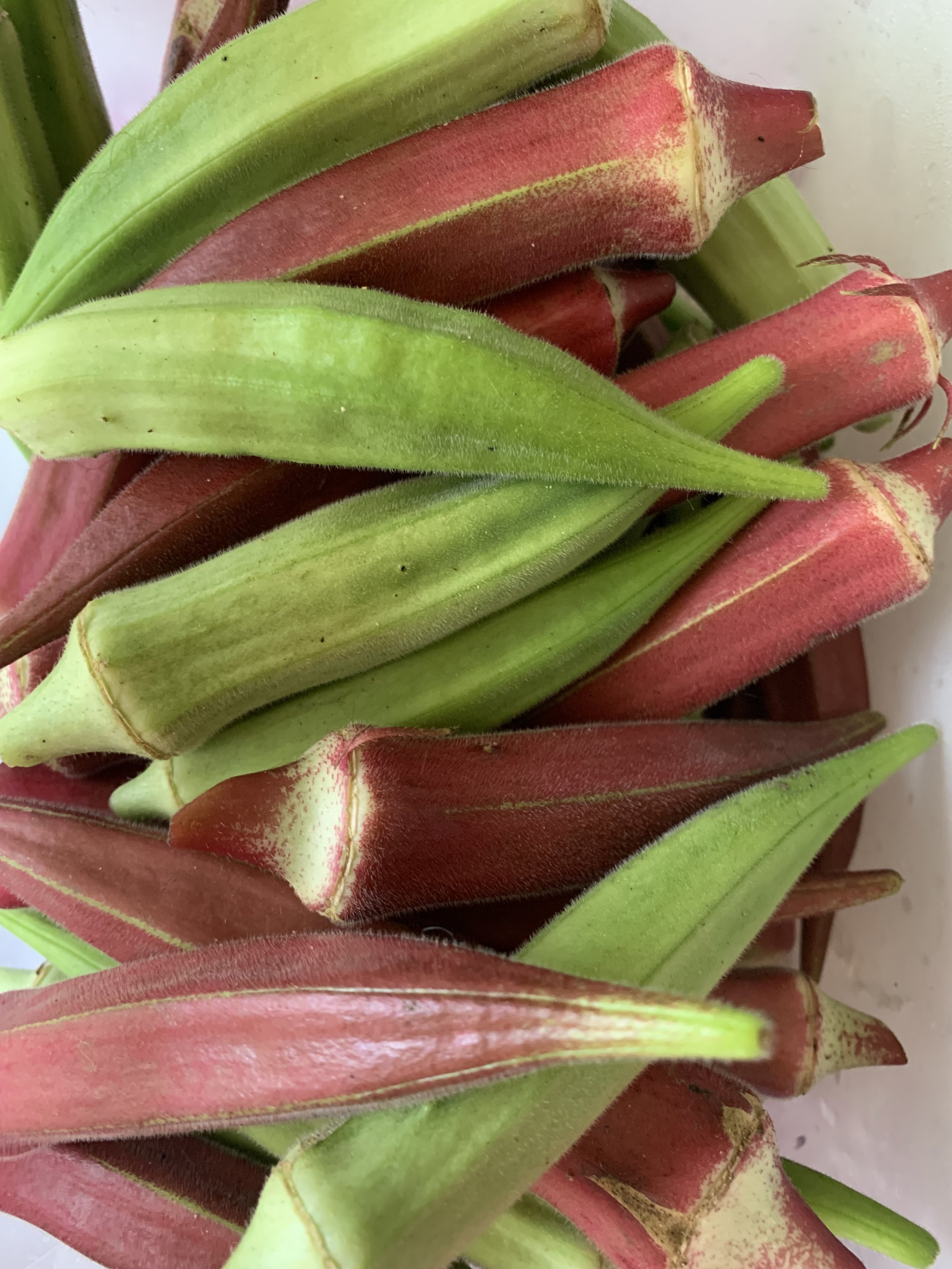 Okra fresh - Angie pic.jpg