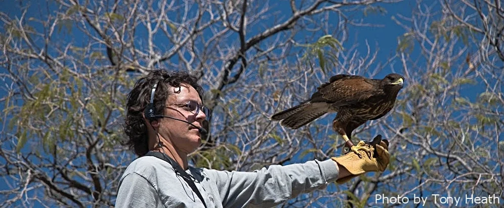 RaptorFreeFlight.jpg