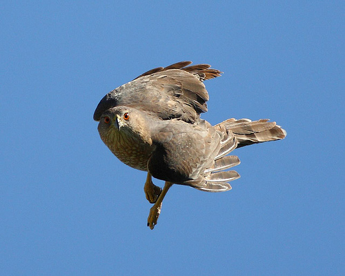 Coopers Hawk.jpeg