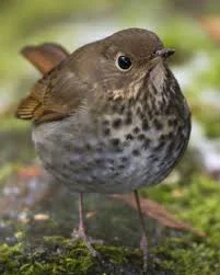 Eleven Birds Before Christmas