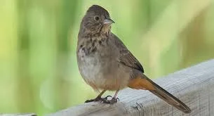 Two Canyon Towhees