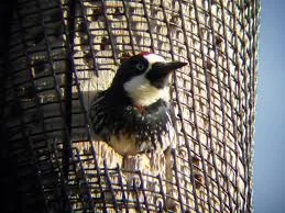 Three Acorn Woodpeckers