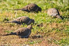 Five Mourning Doves