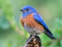 Six Western Bluebirds