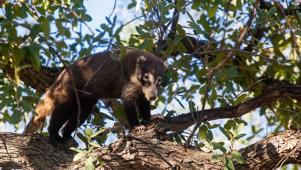 7.Coati.jpeg