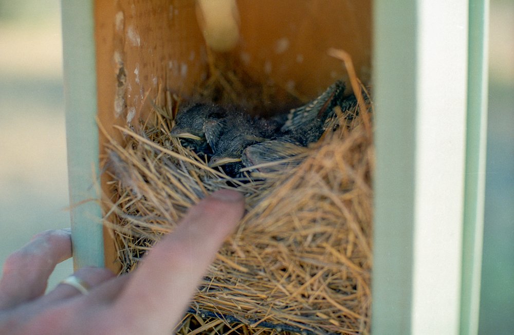 2.Bluebirdnestlings.jpg