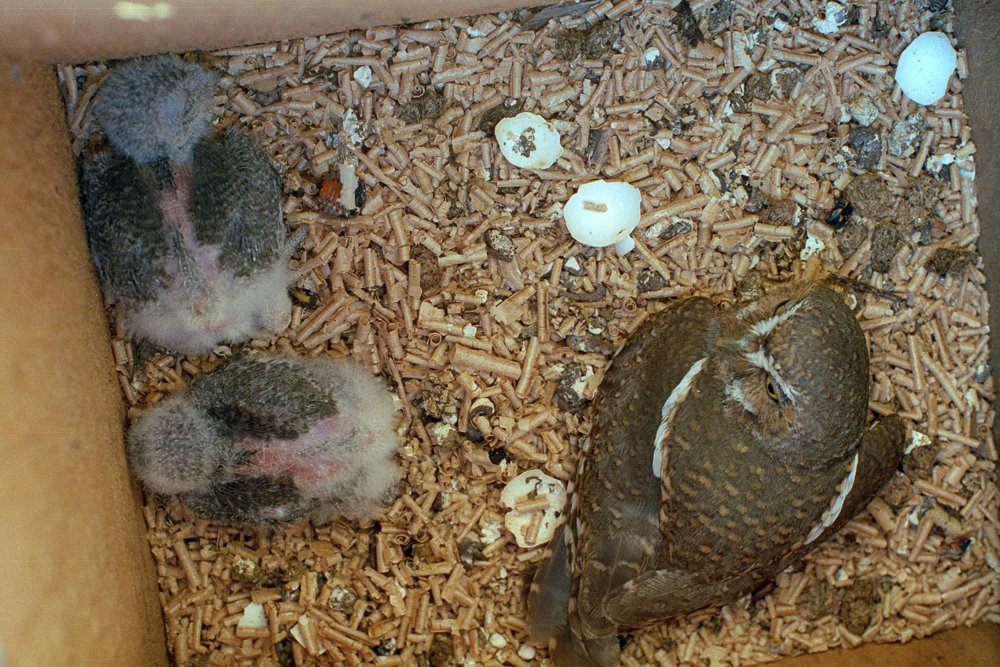 4.ElfOwlnestlings.jpg