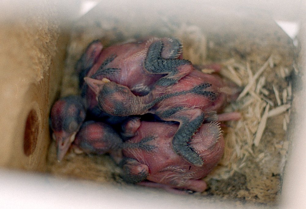 6.Acornnestlings.jpg