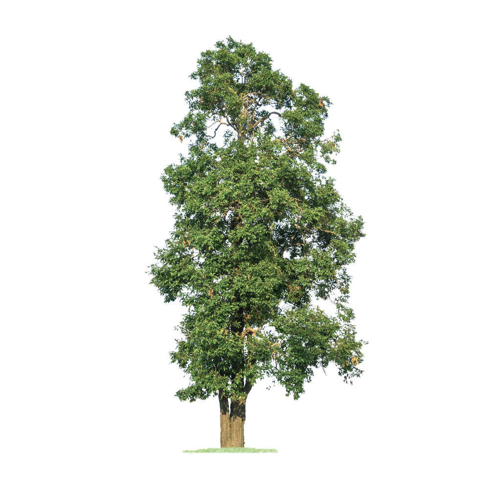 American Elm tree