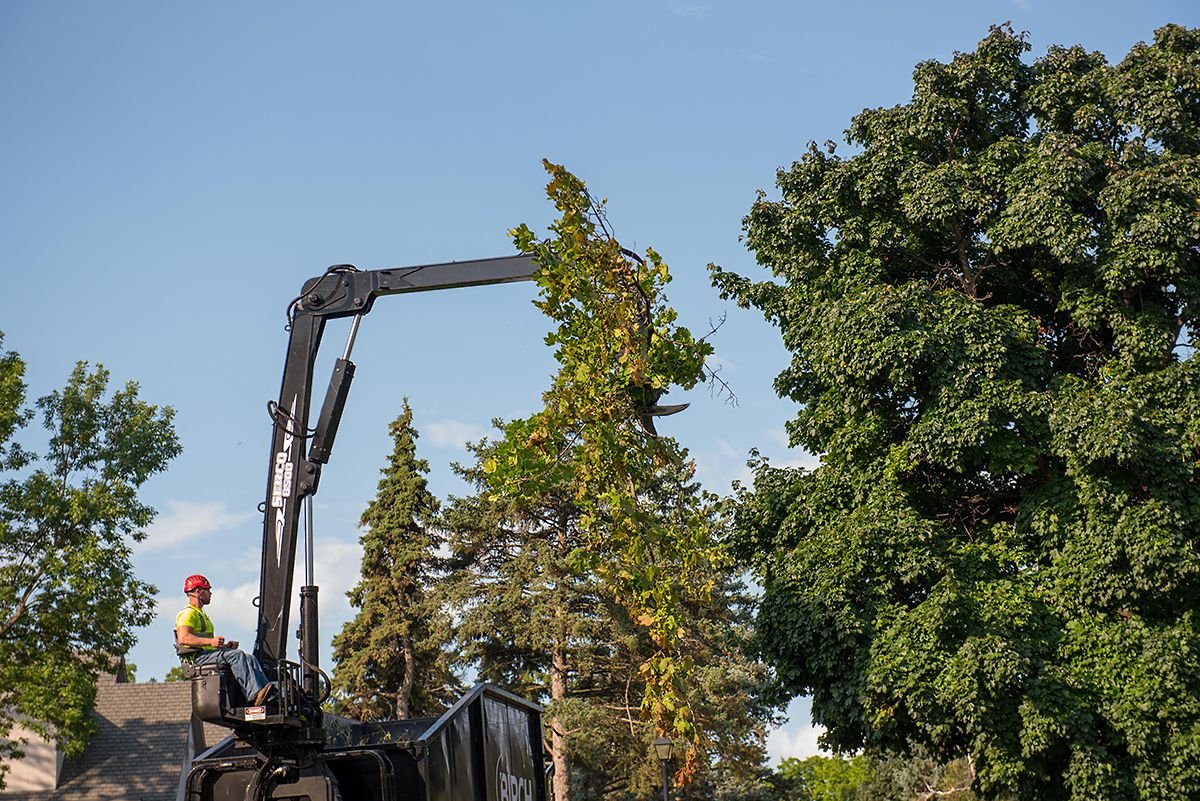 Tree Removal Service — Birch Tree Care
