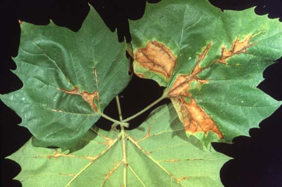 anthracnose.jpeg