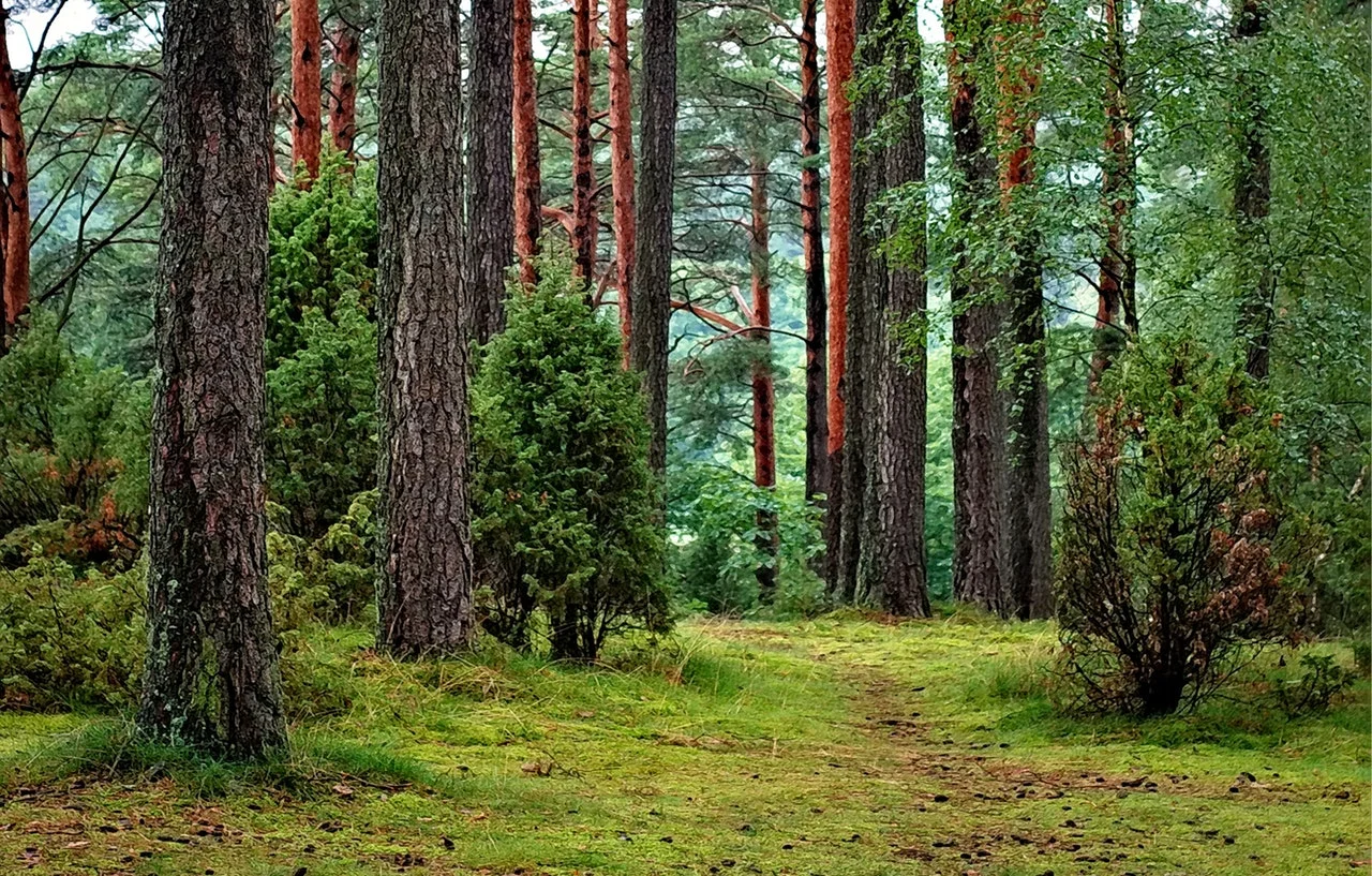 Consumer Awareness Week: The Forest Stewardship Council