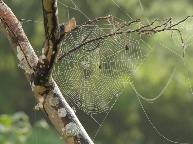 Who’s Making Webs In Your Tree?