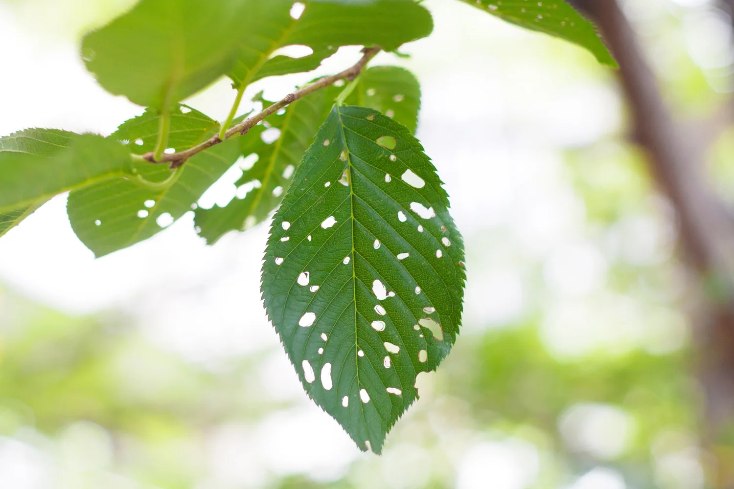 japanese beetle damage.jpg