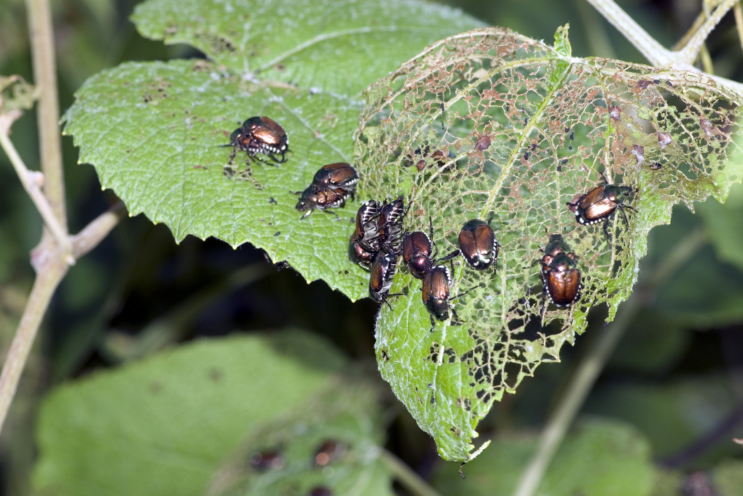 adult japanese beetles feeding on leaves.jpg