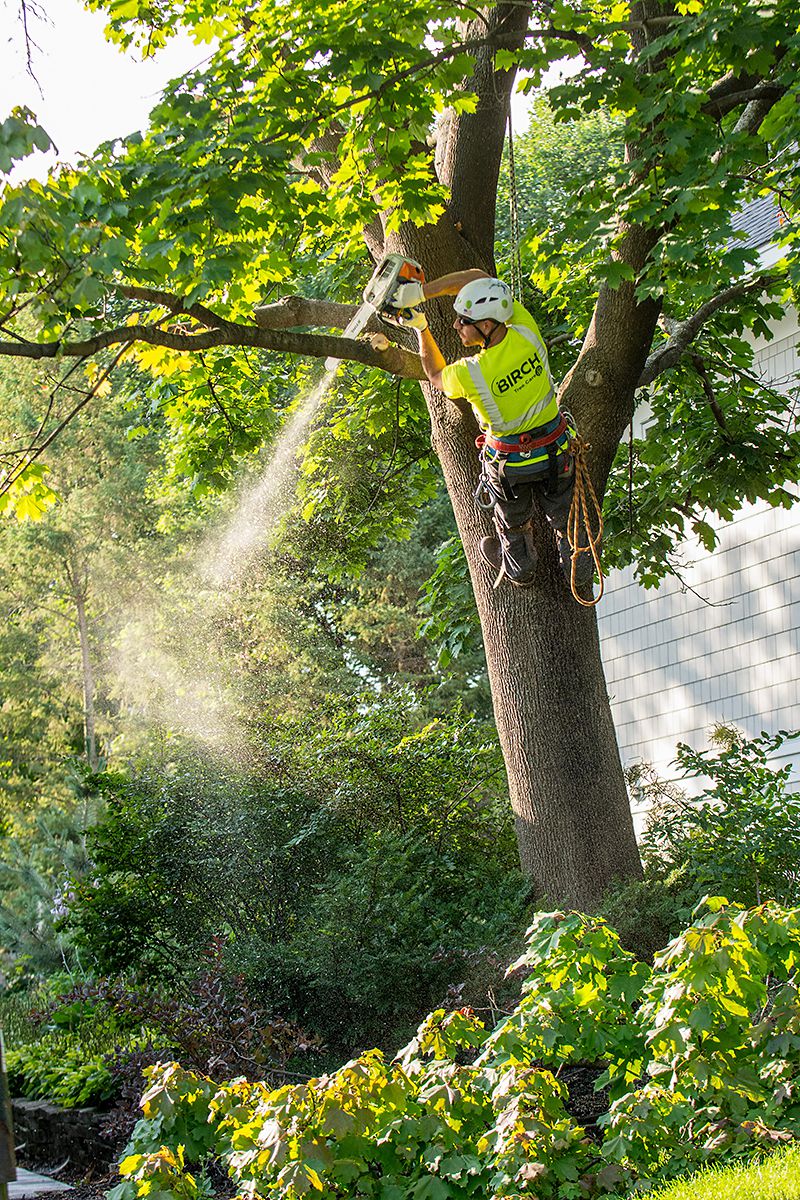 Best Time to Trim Maple Trees in Minnesota 