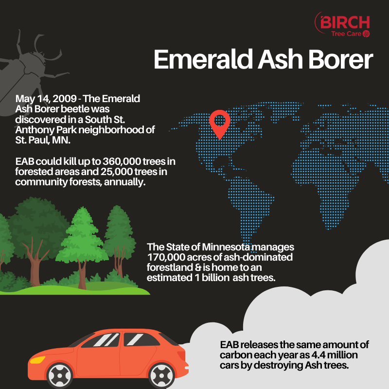 Emerald Ash Borer Is A Tree Disease Across North America — Birch Tree Care