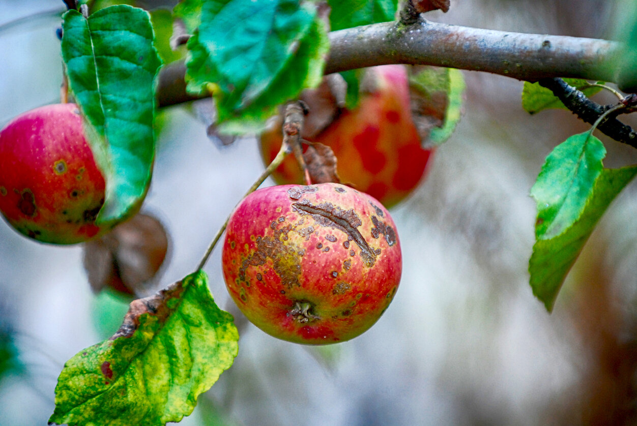 Further Apple Scab damage - Birch Tree Care (Copy)