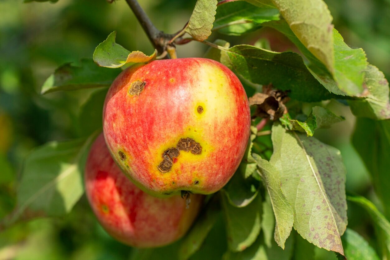 Image of Apple Scab damage - Birch Tree Care (Copy)