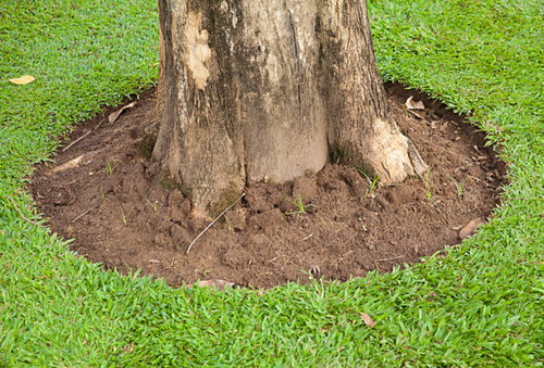 What is Deep Root Fertilization and Why Does it Matter in the Summer?