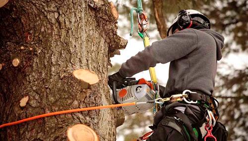 Keep Your Outdoor Spaces Safe with Tree Safety Tips for Families in Minnesota