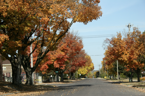 Preparing Your Trees for the Fall: A Guide for Minnesota Homeowners
