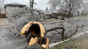 How to Protect Your Trees from Winter Storm Damage Around the Twin Cities