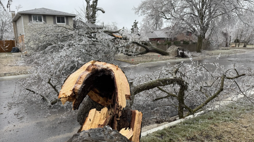 How to Protect Your Trees from Winter Storm Damage Around the Twin Cities