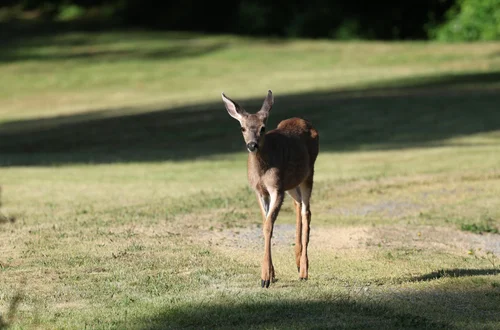 Deer Damage Prevention: How to Keep Your Landscape Safe This Winter