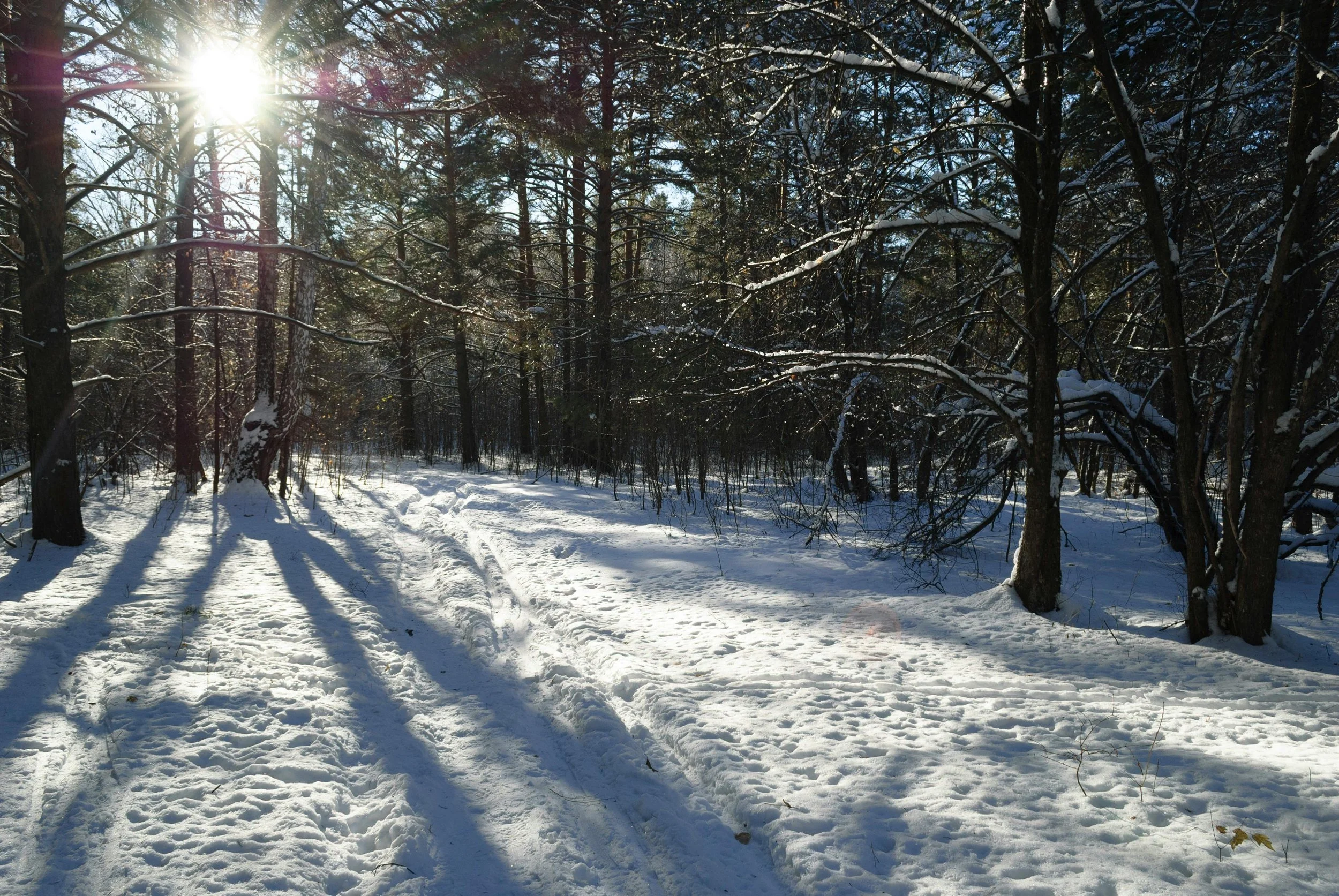 How Anti-Desiccants Protect Your Evergreens in Minnesota from Winter Burn