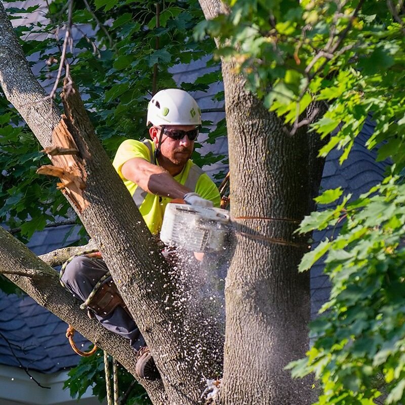 Tree Care Services For Your Property — Tree