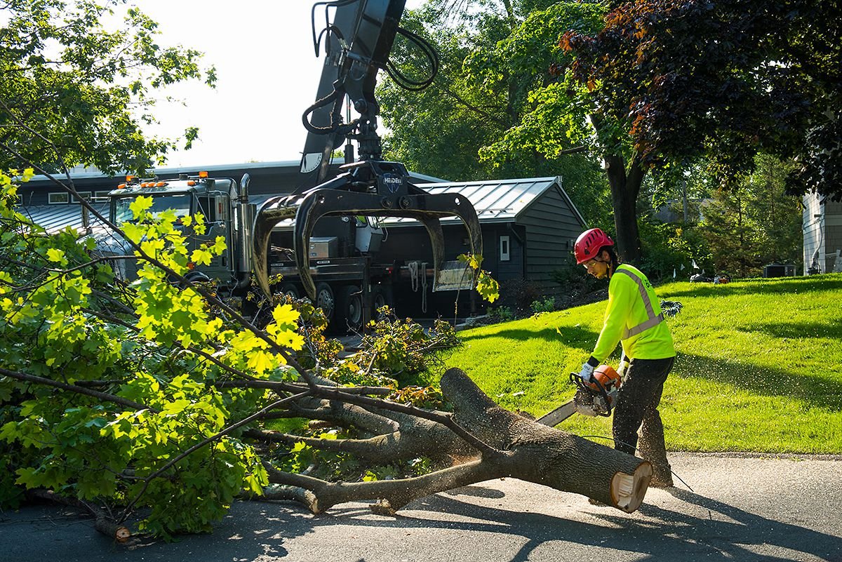 Tree Removers Norwalk thumbnail
