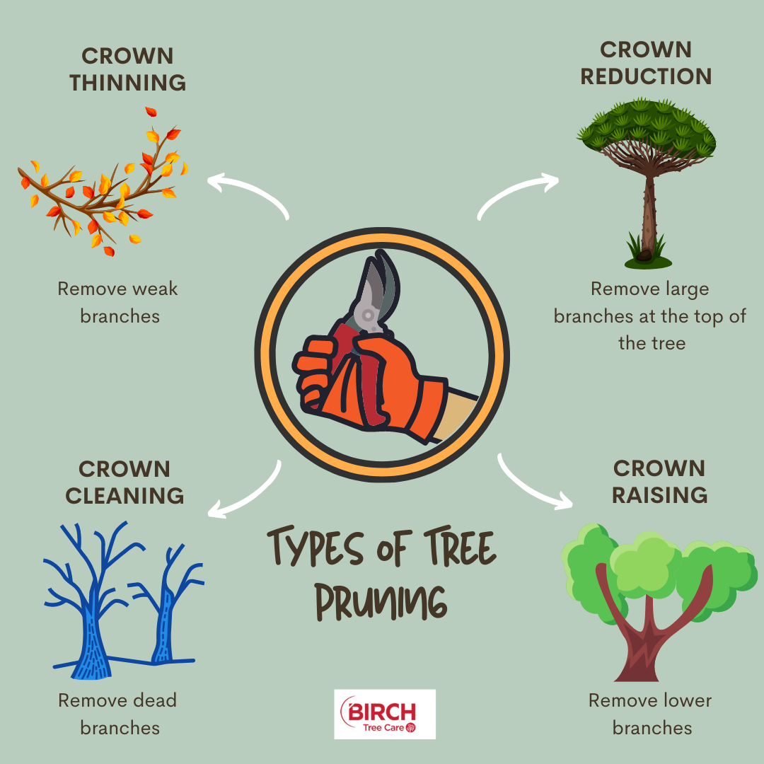 Pruning Schedule For Shrubs | 10 Essential Fall Pruning Tips for Trees ...
