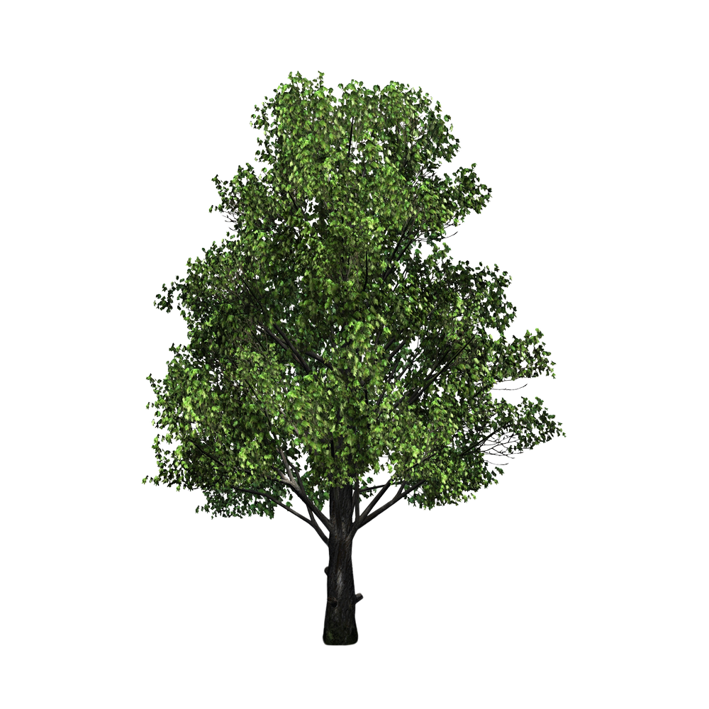 Musclewood tree