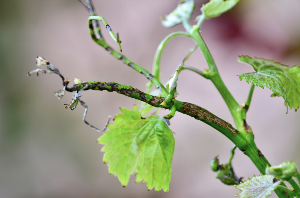 tree services Cardiff