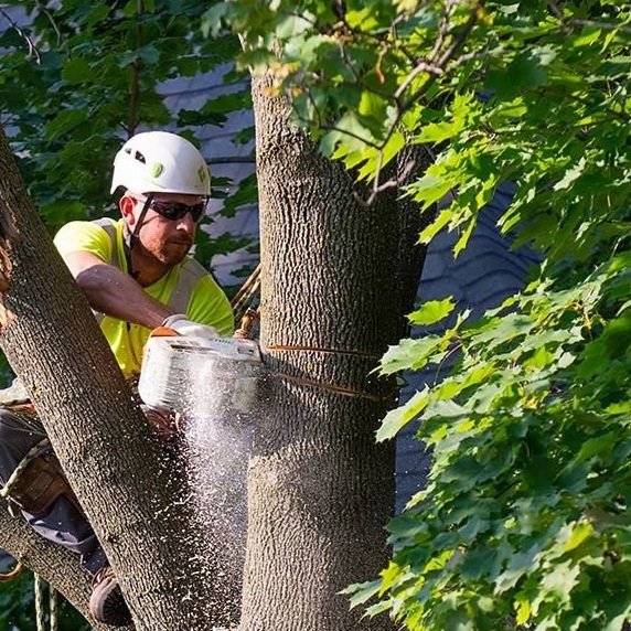 Fort Wayne Tree Service