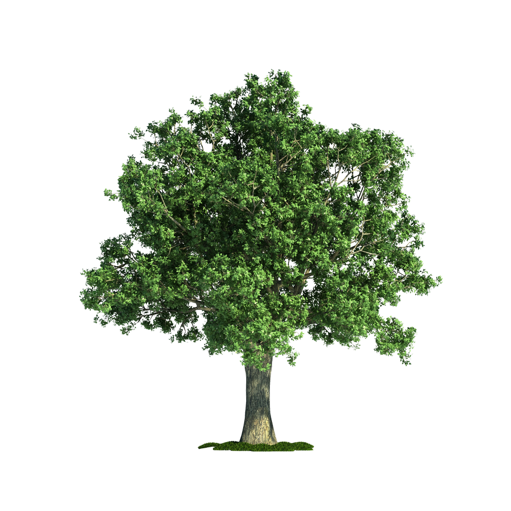 White Oak tree