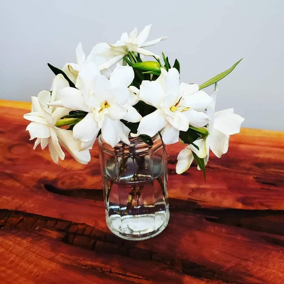 The gardenias are blooming again!  They make the best air fresheners for the office!