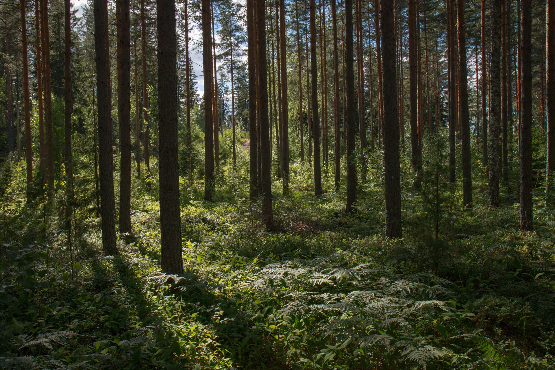 Resources for Exploring the Outdoors to Boost Your Mental Health