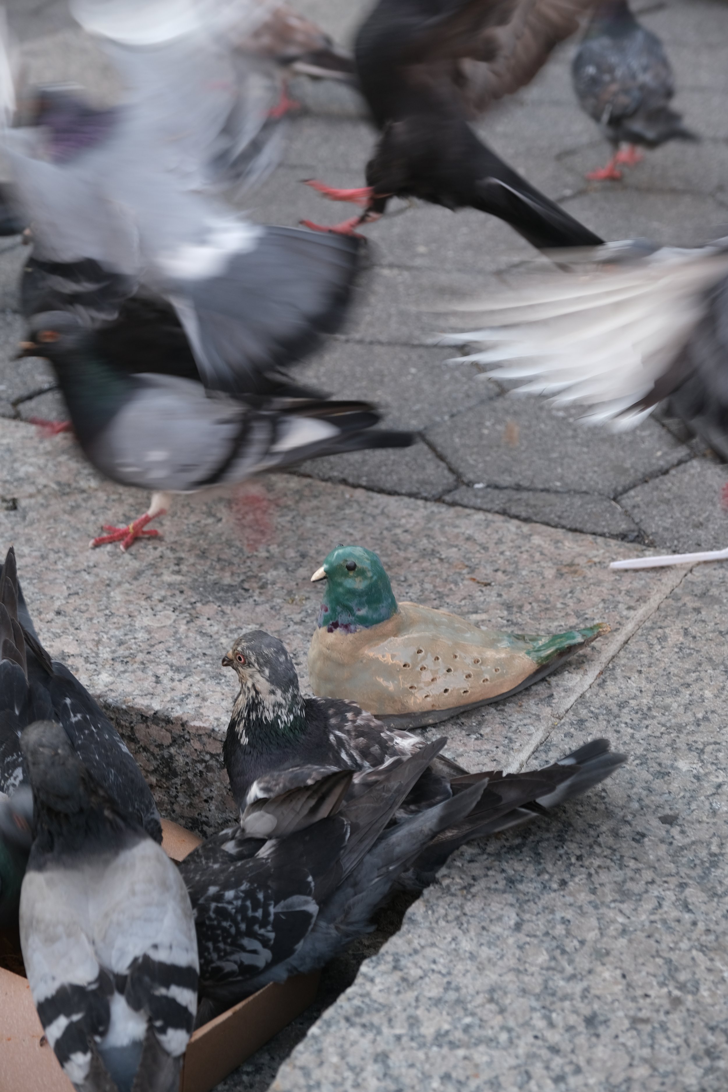 Peggy_Site_02_Pigeon-01.JPG