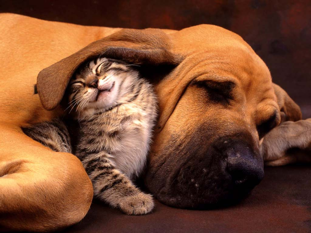 hound and cat.jpg