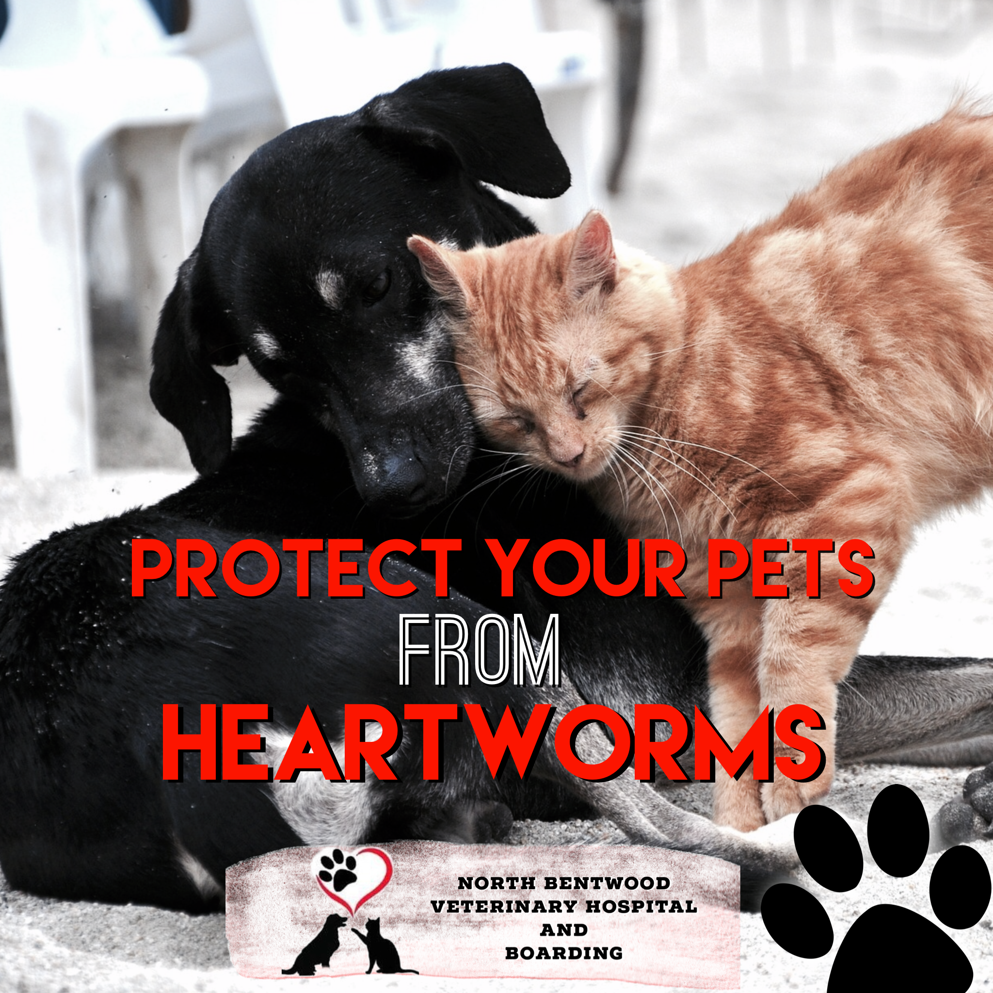 protect your pet against heartworms