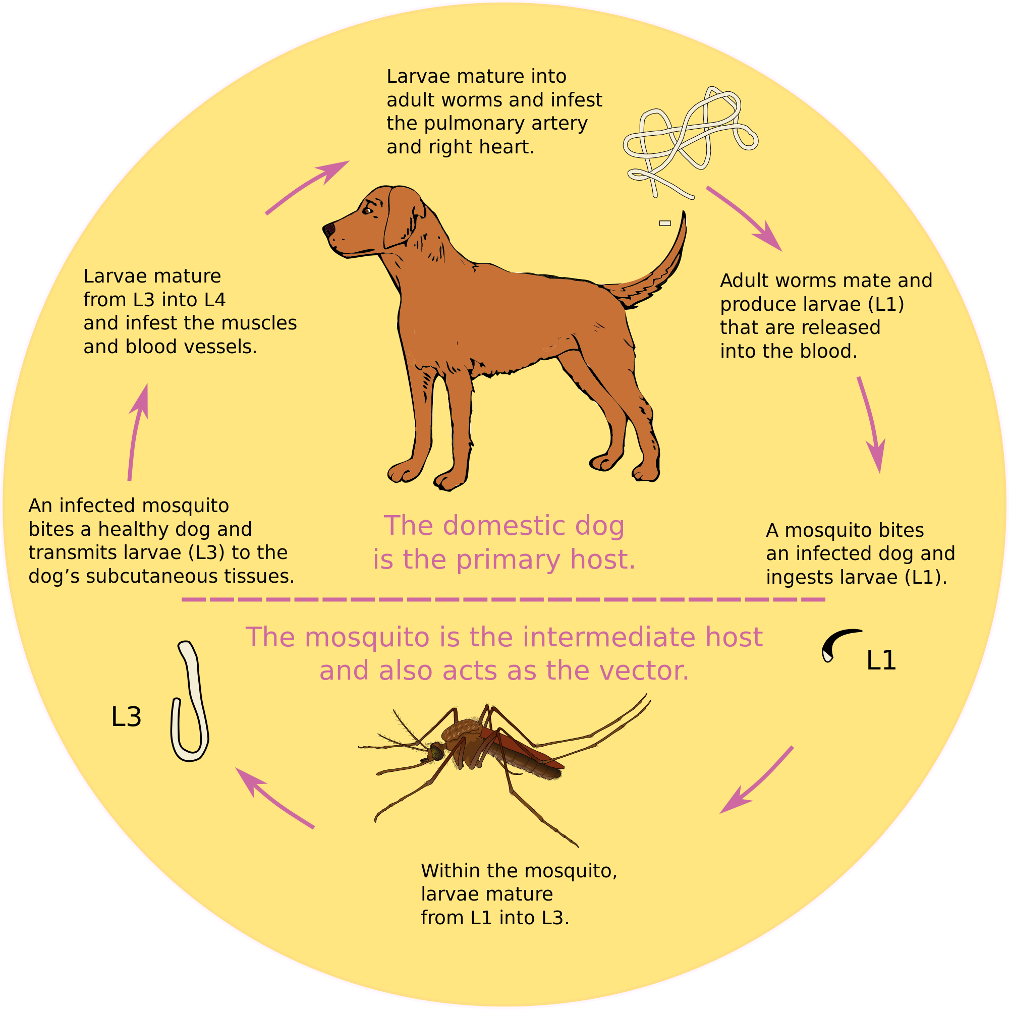 heartworm cycle