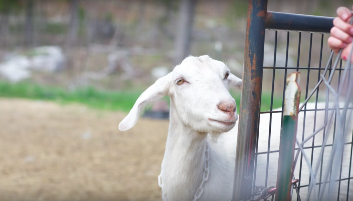 goat school maine