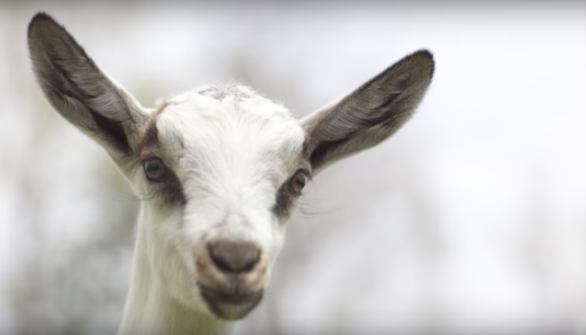goat school maine
