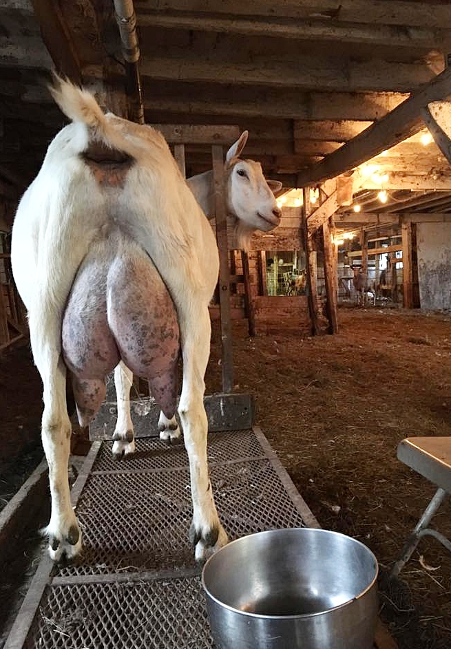 goat+udder.jpeg