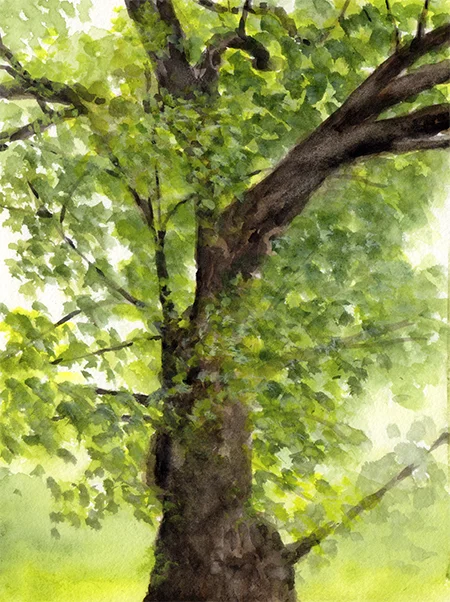 climbing_tree.jpg