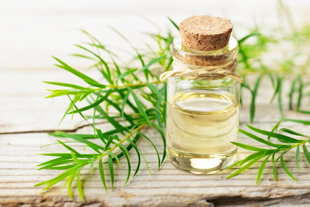 Tea tree essential oil for naturally based Perfectly Posh pampering products