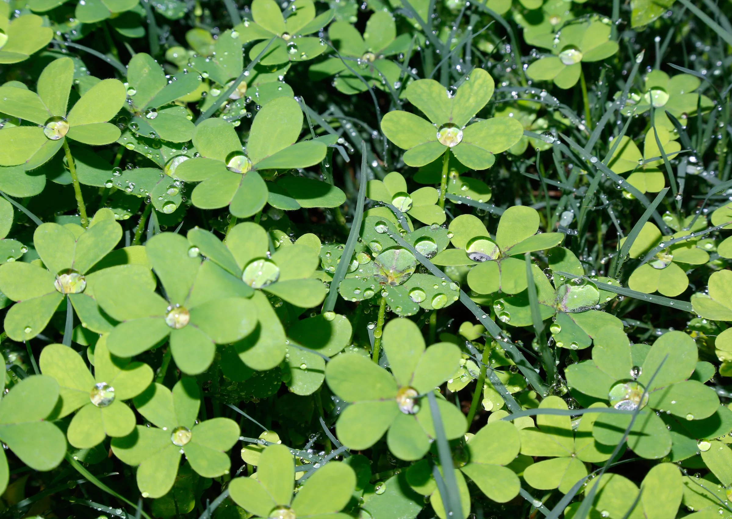 16.Screen Shot 2020-09-04 at 2.41.10 pm.jpg