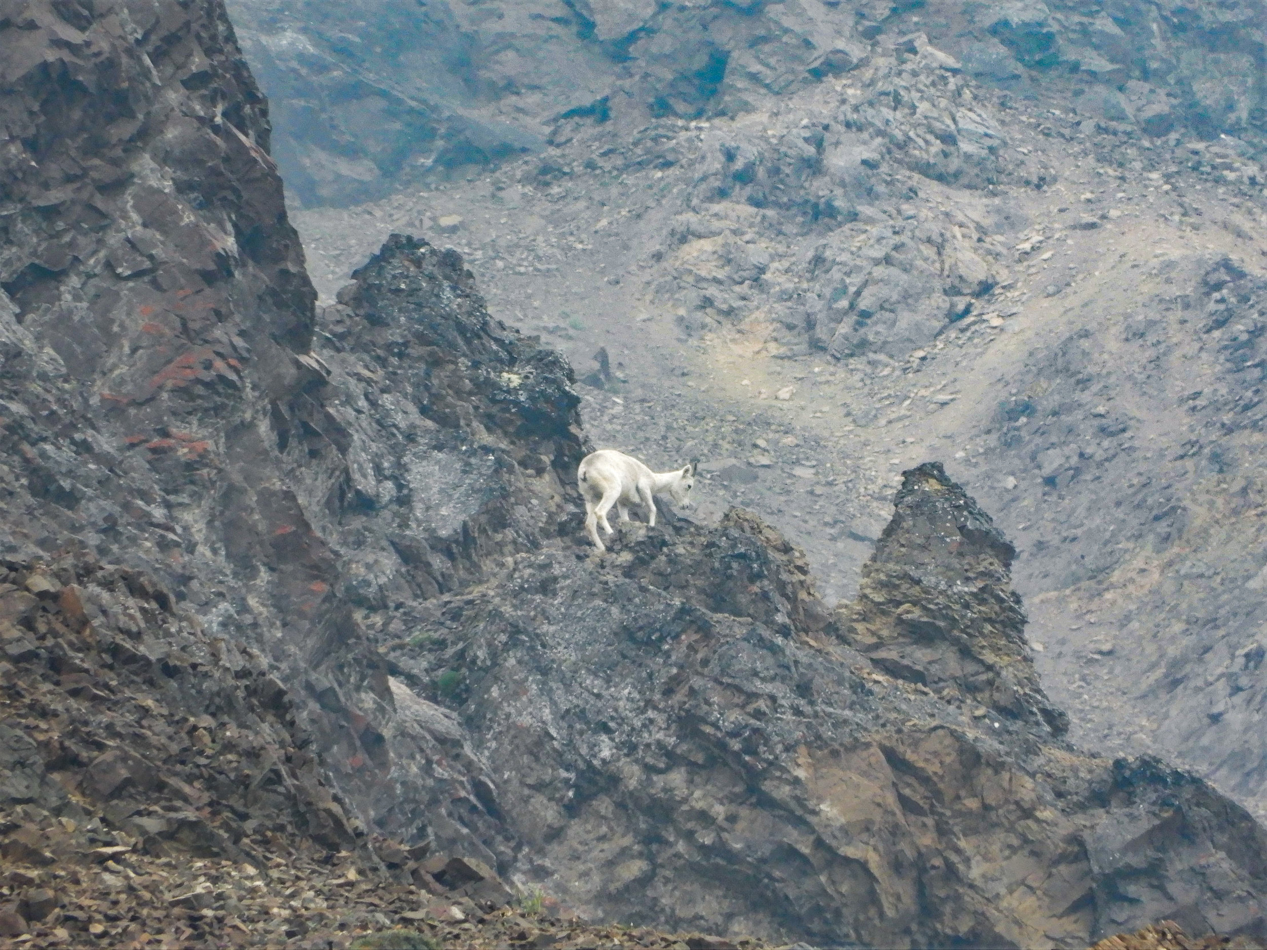 CitW2019Denali-19.jpg